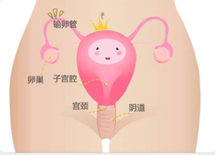 生殖系统图2.png